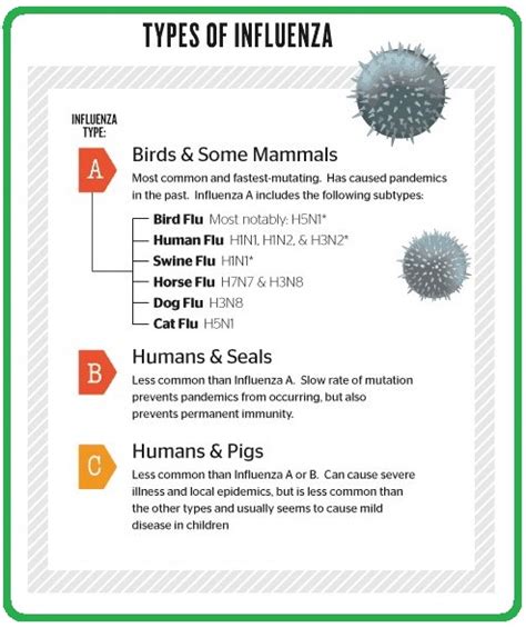 HEALTH, PERSONALITY AND LIFESTYLE: Types of Flu