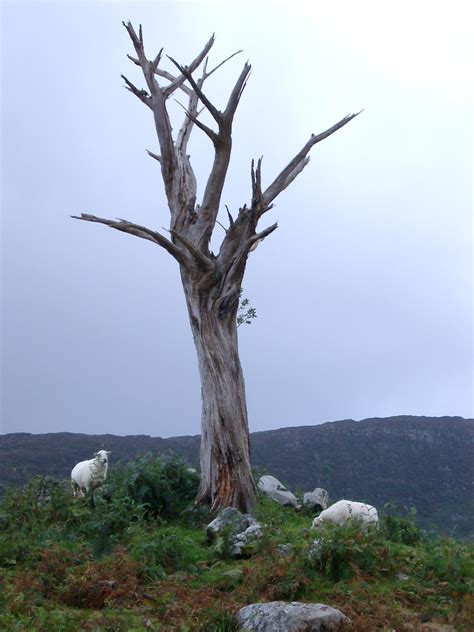 Free Stock photo of Leafless dead tree on grassy landscape ...