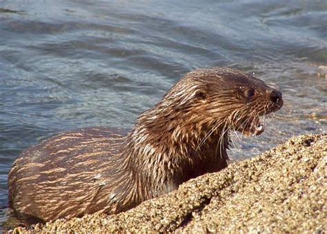 Sea otter predators