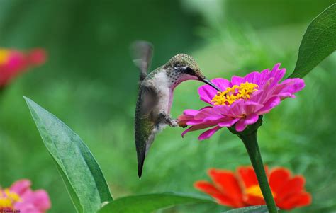 Hummingbird Computer Wallpapers, Desktop Backgrounds | 2048x1304 | ID:348073 | Beautiful bird ...