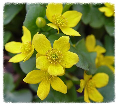 Landscaping with Native Plants — THE NATIVE PLANT SOCIETY OF NORTHEASTERN OHIO