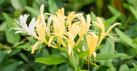 How to Grow Japanese Honeysuckle | Gardener’s Path