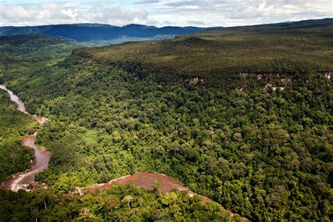 An Early Warning System to Prevent Deforestation in Borneo | WWF