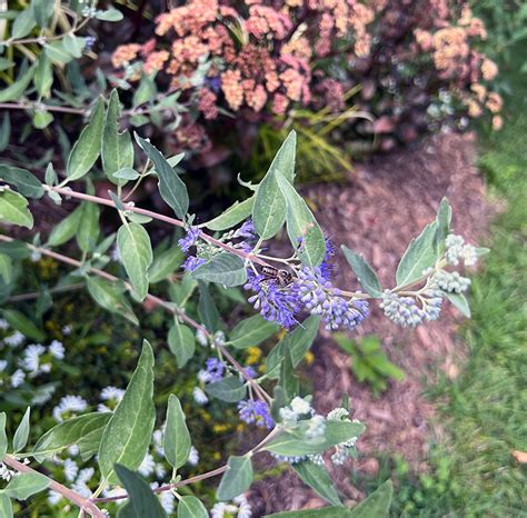 I Love Caryopteris × clandonensis aka Bluebeard or Blue Mist Shrub. in 2022 | Smoke tree, Shrubs ...