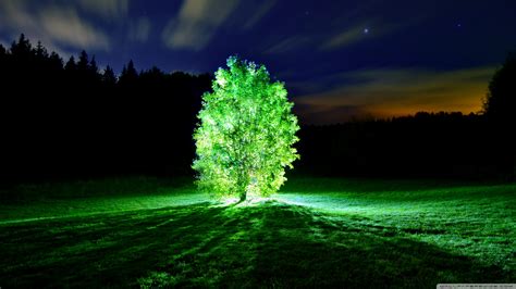 Glorious glowing green tree [Wallpaper] | dotTech