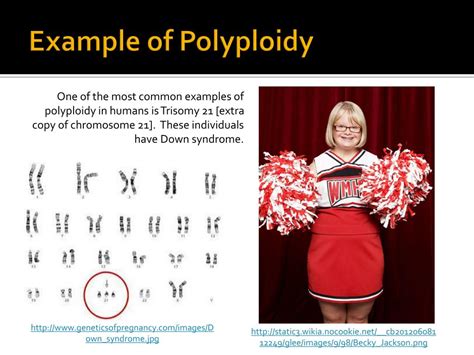 Polyploidy Meaning