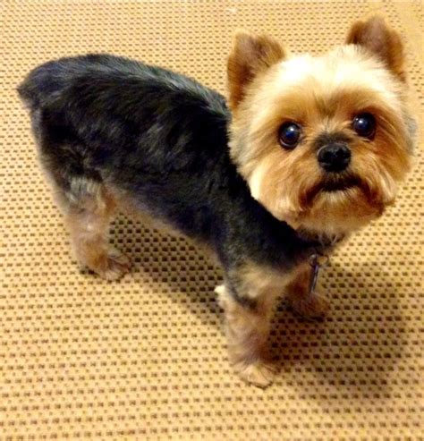 27+ Hair Cut Styles For Yorkies