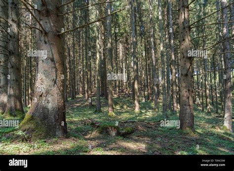 Ardennes forest, belgium hi-res stock photography and images - Alamy