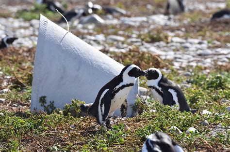 African Penguin Habitat