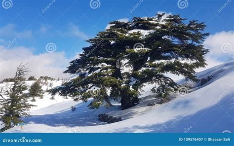 Cedars Of Lebanon