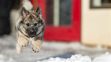 Norwegian Elkhound Puppies: What All New Owners Should Know