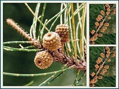 RK Seeds- Casuarina Equisetifolia-Australian Pine Seeds-Casuarina Seeds- -Pack Of 500 Gm at Rs ...