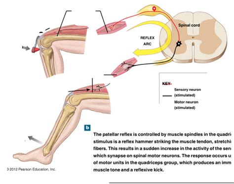 Patellar reflex diagram Diagram | Quizlet