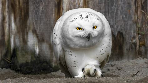 Download Animal Snowy Owl HD Wallpaper