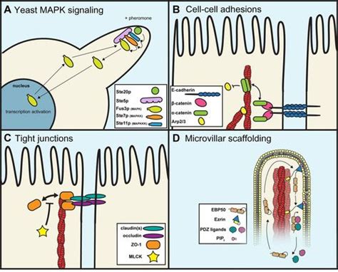 The surprising dynamics of scaffolding proteins | Molecular Biology of the Cell