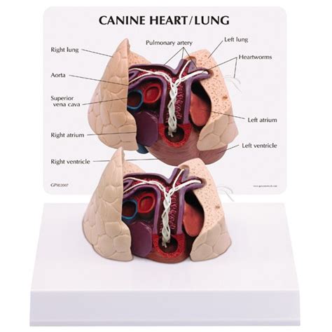 Canine Heart Lung Anatomical Model