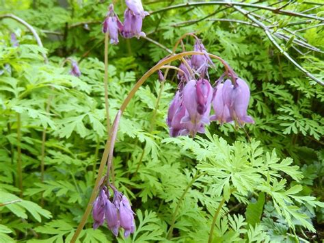 Bleeding Hearts: Plant Care and Collection of Varieties - Garden.org