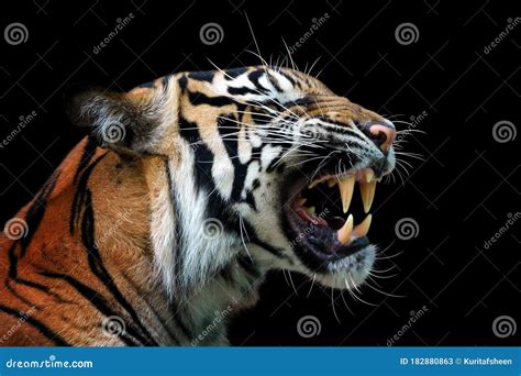 Angry Face of Sumatran Tiger Stock Image - Image of background, nature: 182880863