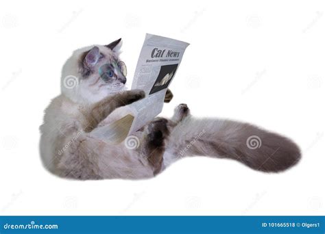 Reading cat in glasses stock photo. Image of feline - 101665518