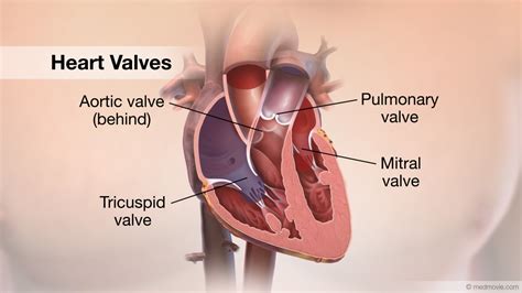 Heart Valves