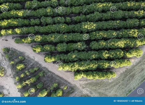 Aerial View of Coffee Field on Farm Stock Image - Image of arabica, work: 185834207