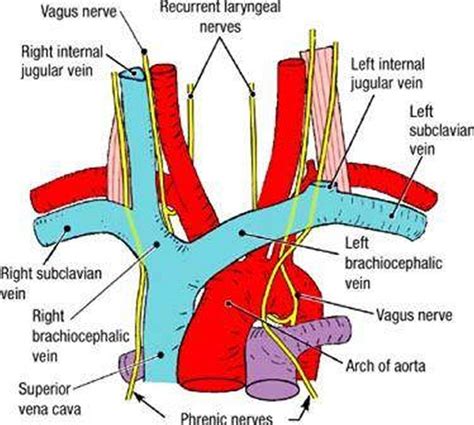 Pictures Of Brachiocephalic Vein(s)Healthiack