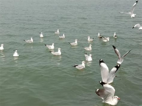 Almost 50,000 birds counted at Chilika lake on May 25