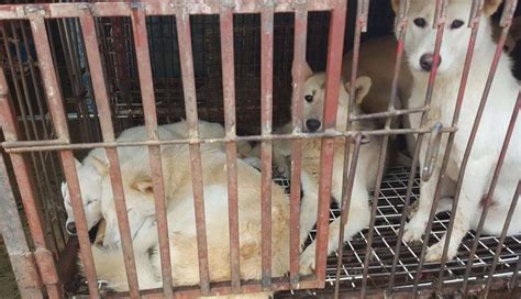 Another dog meat 'festival' approaching in Korea: help stop this ...