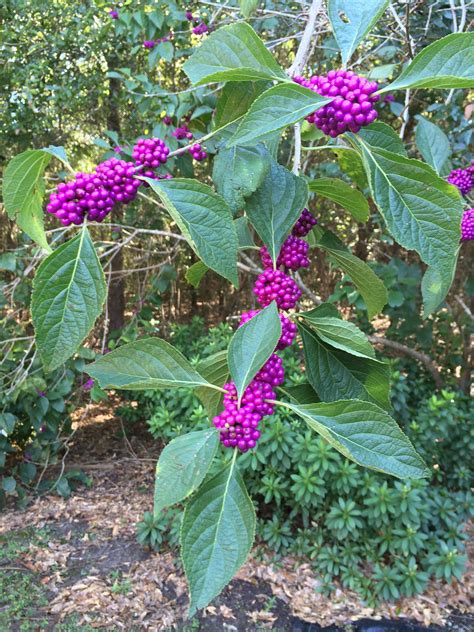 Florida Native Plants: Beautyberry | Gardening in the Panhandle