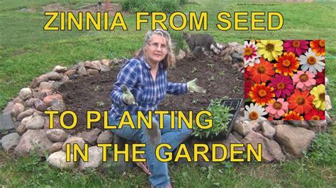 How to Grow Zinnias from Seed - To Planting Outside / Zinnia Tips - YouTube