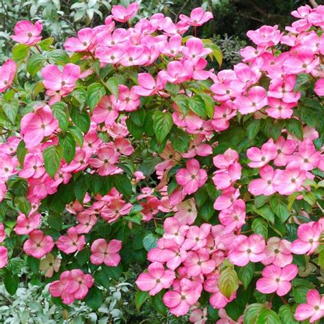 Cornus kousa 'Miss Satomi' (Flowering Dogwood)