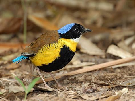 Gurney's Pitta (Hydrornis gurneyi) Malay Peninsula, Thailand, Burma ...