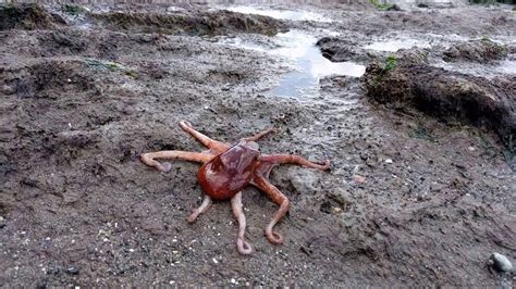 Giant pacific octopus walking back to the water - YouTube