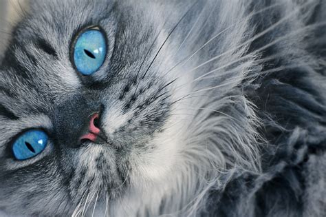 Gray And White Cats With Blue Eyes