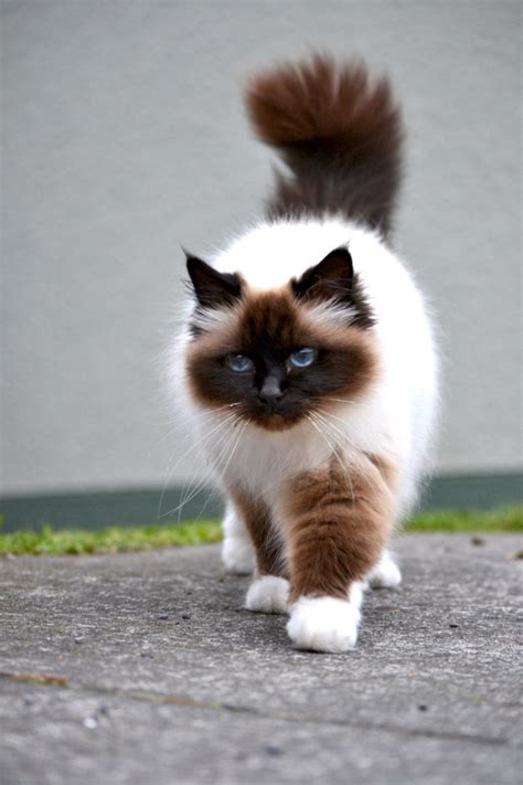 Birman Cat Info, History, Personality, Kittens, Diet, Picture