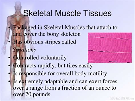 PPT - Muscles and Muscle Tissues PowerPoint Presentation, free download ...