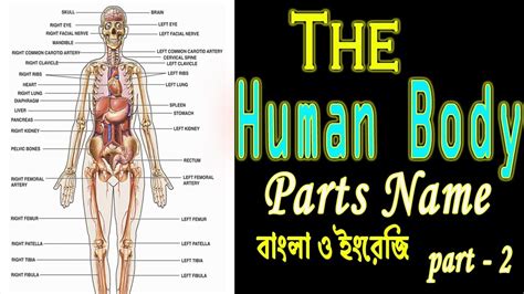 Human Body Parts Names