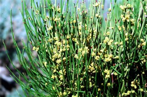 Ephedra – NutraWiki