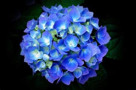 Hydrangea Wallpapers, Pictures, Images