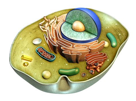 Animal Cell 3D Model – Definition, Parts, Structure, and Diagram in Metaverse