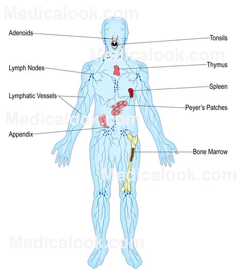 The Lymphatic System Diagram Worksheet | Images and Photos finder