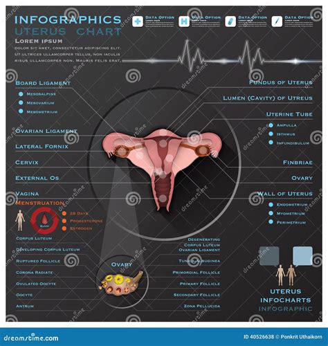 Uterus Ovary Anatomy