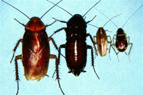 How to Get Rid of Oriental Cockoaches | Do-It-Yourself Pest Control