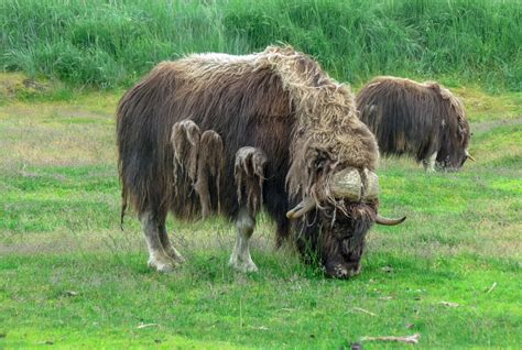 Alaska Wildlife Photos that Will Inspire You to Visit Southeast Alaska