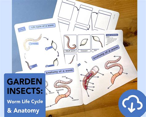 Worm Life Cycle Diagram Educational Worm Anatomy Printable - Etsy