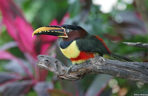 Pichí Bandirrojo/Chestnut-eared Araçari/Pteroglossus castanotis – One Bird Per Day/Un Ave Por ...