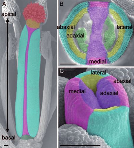 Gynoecium development, axis formation, and tissue differentiation. (A)... | Download Scientific ...