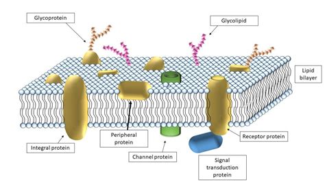 Cell Membrane – Veterinary Histology