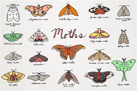 What To Draw, How To Draw Hands, Io Moth, Types Of Moths, Moth Tattoo Design, Moth Drawing, Rosy ...