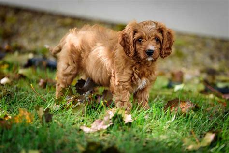 Maltipoo Vs Cavapoo Differences - Which One Is Better? - Animals Comparison